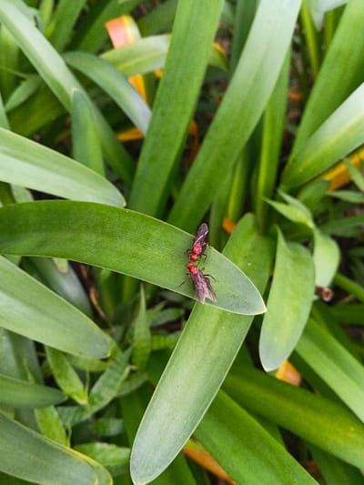 In the city of Tah, Vietnam, two reddish-bodied insects with dark, translucent wings are positioned in close proximity on a broad, green leaf. The insect on the upper left, approximately 1.5 cm long, has a distinct red head and thorax, with a darker abdomen, oriented towards the lower right insect. The lower right insect, similarly reddish-bodied with dark wings, is positioned with its head appearing to touch the head or upper thorax region of the first insect. Both insects are situated on the mid-section of the leaf, which is in sharp focus and exhibits a smooth texture with a central vein. The immediate environment consists of a dense, blurred background of numerous green leaves and stems, with faint streaks of yellow and orange coloration visible further in the background, indicative of a natural outdoor setting under ambient light.