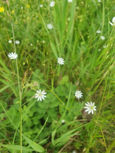 The image depicts a close-up, eye-level view of a patch of green grass and small white wildflowers. The flowers have delicate white petals, some with reddish-orange markings at their centers. Several of these flowers are visible, with some in sharper focus than others, indicating a shallow depth of field. The background is a blur of more green foliage and hints of yellow from other indistinct plants. A single stalk of dry grass, with some seed heads, is positioned towards the left of the frame, slightly out of focus. The lighting suggests a daytime setting, with natural light illuminating the scene. The image was taken in Mukhametovo, Russia. There are no people or animals present in the image.