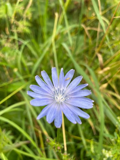 A macro photograph features a single, light purple chicory flower positioned centrally in the frame. The flower has numerous slender petals that radiate outwards from a white and blue-tinged center. A small, tan insect is visible on one of the petals. The background consists of out-of-focus green grass and foliage, suggesting an outdoor setting. The image was taken in the city of Bereznik, Russia, likely in a natural or semi-natural environment such as a field or meadow. No people or specific structures are depicted.