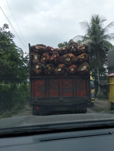 An aged, red truck is heavily laden with freshly harvested palm fruit bunches. The fruit bunches are a mix of orange and dark red hues and are stacked high in the truck bed, some appearing to have been cut from the trees recently, with visible white cross-sections. The truck is situated on a dirt road, with lush green foliage lining the sides of the road. In the background, a tall palm tree with its fronds spread wide reaches towards an overcast sky. A yellow truck is partially visible to the right of the red truck. The scene appears to be a rural setting in Awegeutahpaya, Indonesia, likely a collection point or a road leading to a processing facility. The perspective is from inside another vehicle, with the dashboard and windshield visible in the foreground.