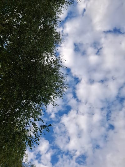 The image depicts a low-angle view of lush green trees against a bright blue sky dotted with fluffy white clouds. The dense foliage of the trees fills the lower portion of the frame, with sunlight filtering through the leaves, creating a dappled effect. Some branches and leaves are silhouetted against the sky, highlighting their intricate shapes. The sky itself is a vibrant blue, characteristic of a clear day, with scattered cumulus clouds of varying sizes and densities.

The scene evokes a sense of a serene, natural outdoor setting, likely a park or a wooded area. The time of day appears to be daytime, given the brightness of the sky and the illumination of the clouds. The weather seems pleasant and fair, with the clouds suggesting a typical summer or late spring day. There are no people or man-made objects visible, placing the focus entirely on the natural elements of trees and sky. The overall impression is one of tranquility and the beauty of nature on a bright day. No text is visible in the image.
