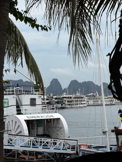 The image depicts a serene seascape in Tuan Chau Ward, Vietnam, with a fleet of white tourist boats docked in calm, grey water. The boats, some of which appear to be part of a larger cruise line, are lined up along the shore, with their multiple decks and windows visible. The background features lush, green karst mountains rising dramatically from the water under an overcast sky, suggesting it might be a cloudy day or early morning. Palm fronds, framing the scene from the foreground, add a tropical feel.

One of the boats prominently displays the name "EMERAUDE" in large green lettering on its curved white hull. Other visible text includes a red sign with Vietnamese characters that appears to be a warning or directional marker, reading "CẦM CÂU CÁ" which translates to "No Fishing." The overall impression is one of a peaceful, organized tourist hub, likely preparing for or concluding a day of excursions among the iconic Vietnamese islands. There are no people clearly visible in the image, contributing to the tranquil, almost deserted atmosphere. The lighting is diffused, consistent with an overcast or cloudy day.