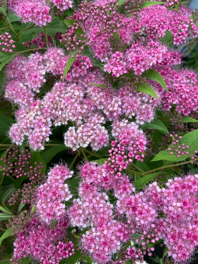 This is a close-up, eye-level shot of a dense cluster of small, delicate pink flowers. The flowers are in various stages of bloom, with some appearing as tight buds and others fully open, revealing their fine, wispy stamens. The overall color palette is dominated by shades of pink, ranging from deep fuchsia to pale blush, interspersed with the vibrant green of the leaves. The background is a soft blur of more foliage, suggesting a garden or natural setting. The lighting appears to be natural daylight, with a slight softness that doesn't cast harsh shadows. The image has a natural, organic feel, evoking a sense of spring or early summer. There is no text visible in the image. Given the location context, this scene likely depicts a flowering bush in Mrakovo, Russia during the warmer months.