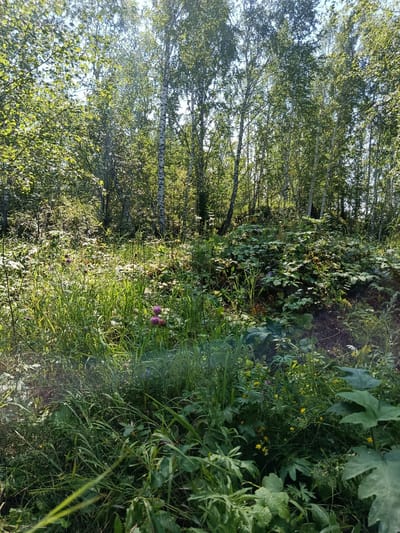 The image depicts a dense, sun-dappled forest with a mix of birch and other deciduous trees. The ground is covered in thick, green undergrowth, including tall grasses, leafy plants, and small wildflowers in shades of purple and yellow. Sunlight filters through the leaves, creating bright patches and shadows on the forest floor. The scene appears to be located on an incline, with the trees and vegetation forming a natural slope. No people or man-made objects are visible. The image is taken from a low vantage point, looking upwards into the trees and across the dense foliage. The environment suggests a natural, uncultivated area within or on the outskirts of Borodino, Russia.