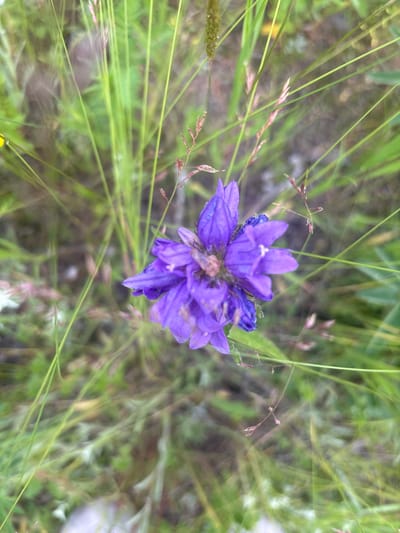 A close-up, overhead shot captures a single, vibrant purple flower with bell-shaped petals. The flower is the focal point, appearing slightly wilted or aged, with some petals appearing darker or more bruised. It is surrounded by a soft-focus background of tall, green grass and some thin, reddish-brown stems of dried grass. The lighting is natural and diffused, suggesting an outdoor setting. No specific location within Shida, Russia is indicated by the image itself.