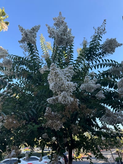 This media file features a close-up, low-angle view of a crape myrtle tree in bloom, set against a clear, bright blue sky. The tree's branches are laden with clusters of small, delicate white flowers, some appearing fresh and vibrant, while others show signs of drying and browning. Lush, dark green leaves are interspersed among the blooms, creating a dense canopy. Sunlight filters through the foliage, casting dappled shadows.

In the background, partially obscured by the tree, a street and parked cars are visible, suggesting an urban or suburban setting. The presence of cars and what appears to be a road or parking lot hints at a location accessible to the public. The scene appears to be captured during the daytime, under fair weather conditions, given the bright sunlight and clear sky.

There are no people or specific activities depicted in the image. The focus is entirely on the natural beauty of the flowering tree. The image evokes a sense of a warm, sunny day and the blooming season. No visible text is present in the media file. The orientation of the image is vertical, implying it was captured by a mobile device held in portrait mode.
