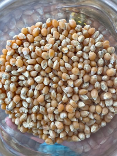 The image shows a close-up, top-down view of dried popcorn kernels contained within a clear glass bowl. The kernels are mostly light tan and yellow, with some showing white or lighter tan at the tip where they were attached to the cob. They are tightly packed together, filling the majority of the visible bowl. The glass bowl has a slightly reflective surface, showing muted colors and light reflections that suggest an indoor setting with artificial lighting. The focus is sharp on the kernels in the center of the frame, with a slight blur towards the edges, hinting at the curved shape of the bowl. There are no people or specific location cues visible, other than the general context of a kitchen or pantry where popcorn kernels would be stored. The lighting appears to be neutral, not indicating a specific time of day. There is no visible text in the image. The scene is static, focused solely on the raw ingredient for popcorn.