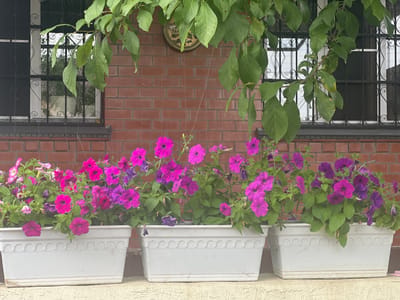 In Khoroshovskiy, Russia, a row of three white rectangular planters filled with vibrant pink and purple petunias sits on a light-colored ledge against a red brick wall. Above the planters, green leaves from an overhanging tree partially obscure two windows with black metal grilles. A circular, ornate clock face is visible on the brick wall between the windows. The overall scene depicts a charming outdoor display of flowers in front of a residential building.