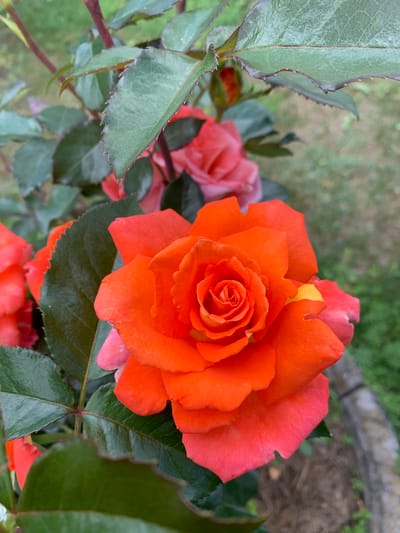 The image is a close-up, eye-level shot of an orange rose in bloom. The rose is the primary subject, with its petals unfurling to reveal a tightly wound center. The color of the rose is a vibrant, almost fiery orange, with hints of yellow and pink near the center and edges of some petals. The rose is surrounded by dark green leaves, some of which are sharply serrated along the edges. In the background, a blurred pink rose and hints of other foliage are visible, suggesting a garden setting. The lighting appears natural, possibly indicating daytime, and the overall mood is serene and natural. The background is softly focused, emphasizing the detail and texture of the main rose. There are no people visible, and no text is present in the image. The context of Ivanava, Belarus, suggests this is likely a natural outdoor setting in that region.