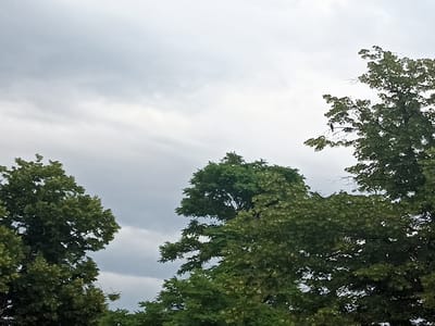 The image shows a close-up view of several large, leafy green trees against a cloudy sky. A single dark bird is perched on a thin branch in the upper right quadrant of the image, silhouetted against the lighter sky. The trees fill the majority of the frame, with their dense foliage obscuring most of the sky. The overall impression is one of a natural, outdoor setting, possibly a park or a wooded area. The cloudy sky suggests it might be a partly overcast or pre-rainy day. There is no visible text or indication of a specific time of day beyond what the cloud cover suggests. The location is identified as Gusar, Azerbaijan.