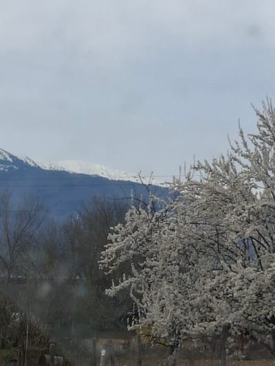 The image shows a snow-covered mountain range partially obscured by trees, likely near Mezdreya, Bulgaria. The sky is overcast. A deciduous tree, possibly in bloom, is prominent in the foreground. In front of the mountain, there are dark trees without leaves.