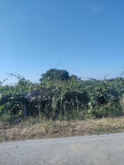 A wide-angle, outdoor, daytime shot shows a rural scene under a clear blue sky. In the foreground, a gray asphalt road runs horizontally across the bottom of the frame. Beyond the road, a dry, grassy embankment is covered in light brown and green vegetation. Behind this, a dense thicket of green leafy plants with thin, dark vines grows, supported by an unseen structure, possibly a trellis or fence. Tall, thin grass stalks are interspersed within this foliage. In the background, a line of dark green trees forms a gentle hill. The overall impression is one of untamed nature in a serene, sunlit environment. The location is identified as Δημοτική Ενότητα Ευρυμενών, Greece.