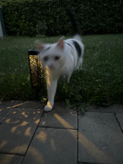 A white cat with black markings is captured in motion on a paved walkway and grassy area, likely in a backyard setting. The cat appears to be looking towards the camera with its head tilted and its left paw extended forward, as if reaching out or playing. Behind the cat, a decorative outdoor light fixture is visible, emitting a warm, patterned glow onto the surrounding grass and walkway. The light casts dappled shadows on the stone paving. The scene suggests it is dusk or evening, given the artificial light and the low-light conditions. The background consists of lush green grass and a dense, dark green hedge or bush. The overall impression is a candid moment of a pet interacting with its environment in the twilight. There is no visible text in the image.