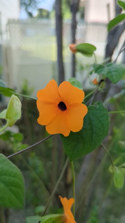 A close-up, eye-level shot captures a vibrant orange flower with a dark center, likely a Black-Eyed Susan, in full bloom. The flower is the focal point, with its petals gently curved and spread open. To the left of the main flower, a green bud, tightly closed and covered in fine hairs, hints at future blooms. The surrounding environment is lush with green leaves and thin stems, suggesting a garden setting. In the background, out of focus, are hints of trees, a blurred fence, and a building, implying an urban or suburban outdoor location. The lighting suggests it is daytime, with soft, natural light illuminating the flower. There are no people or animals present in the image. The overall impression is one of natural beauty and growth. The location is Terrebonne, Canada, which is known for its parks and green spaces, making such a scene plausible.