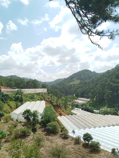 The image depicts a rural landscape in Tuý Sơn, Vietnam, characterized by rolling green hills covered in dense pine forests and interspersed with agricultural greenhouses. In the foreground and midground, several large, white, tunnel-shaped greenhouses dominate the scene, their translucent covers reflecting the bright, cloudy sky. These structures appear to be arranged in rows on the sloped terrain. The surrounding hills are densely forested with coniferous trees, and patches of reddish-brown soil are visible on some slopes, suggesting areas of cultivation or erosion. A few scattered trees and bushes are present around the greenhouses and on the uncultivated land. The sky is a pale blue with scattered white cumulus clouds, indicating a daytime scene with moderate cloud cover. A branch of a pine tree with small cones is visible in the upper right corner, framing the view and adding a natural element to the agricultural landscape. There are no people or animals visible in the image.