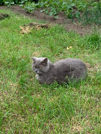 A grey cat with yellow eyes is lying in the grass in a garden. The cat is facing left with its head slightly turned towards the viewer. In the background, there are rows of green plants growing in brown soil, and more grass. The overall scene is outdoors, likely in a rural or suburban setting.