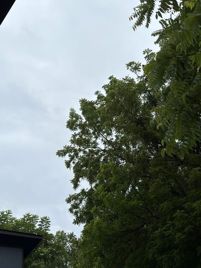 A low-angle, medium shot captures a cloudy, overcast sky above a cluster of dense green trees in Asheville, North Carolina. The foliage fills the right side of the frame, with lighter green leaves in the foreground and darker, more shadowed leaves behind. The leaves are small and serrated, suggesting they belong to a deciduous tree. In the lower-left corner, a sliver of a dark gray, modern-style roofline with a sharp angle is visible, possibly part of a building or shed. The overall impression is a slightly somber, natural scene with a hint of human structure.