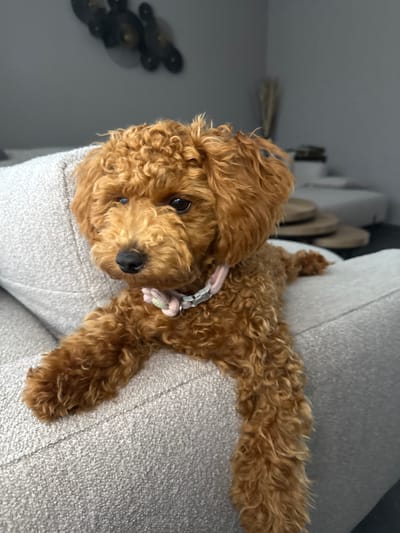 The image displays a reddish-brown, curly-coated canine, consistent with a Poodle or similar breed, situated indoors on a light-grey, textured upholstered furniture piece (likely a sofa or armchair). The dog's front paws are draped over the edge of the furniture, while its body extends back along the cushion. Its head is slightly tilted, and its dark eyes are directed to its left (viewer's right). A light pink collar, adorned with a small, light-colored fabric bow (pale pink and possibly light green/white accents), is visible around its neck. The dog's nose is black and appears moist.
The background consists primarily of a plain, medium-grey wall. In the upper left quadrant of the wall, three dark, abstract decorative objects are mounted. To the right, blurred background elements include a cluster of thin, vertical stalks (possibly dried reeds or decor) and a stack of three round, light-colored objects resembling wooden coasters or small tables. Further back and out of focus, additional light-colored furniture is present. The scene is illuminated by soft, ambient light, casting minimal shadows.
No visual information within the image identifies a specific geographical location, such as Marum, Netherlands.