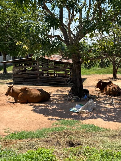 The image depicts an outdoor scene in the city of Hồng Sơn, Vietnam. In the foreground, two brown cows are resting on the dry, reddish-brown dirt ground. The cow on the left is lying down with its head facing left, while the cow on the right is also lying down, facing right. Behind the cows, a rustic wooden structure with a corrugated metal roof stands partially obscured by a large tree with green leaves. The ground around the structure is covered with scattered stones and some discarded white and green plastic bags. Further back, there is lush green grass and more trees, suggesting a rural or semi-rural environment. The sky is visible as a bright blue. The overall impression is one of a peaceful, sun-drenched day.