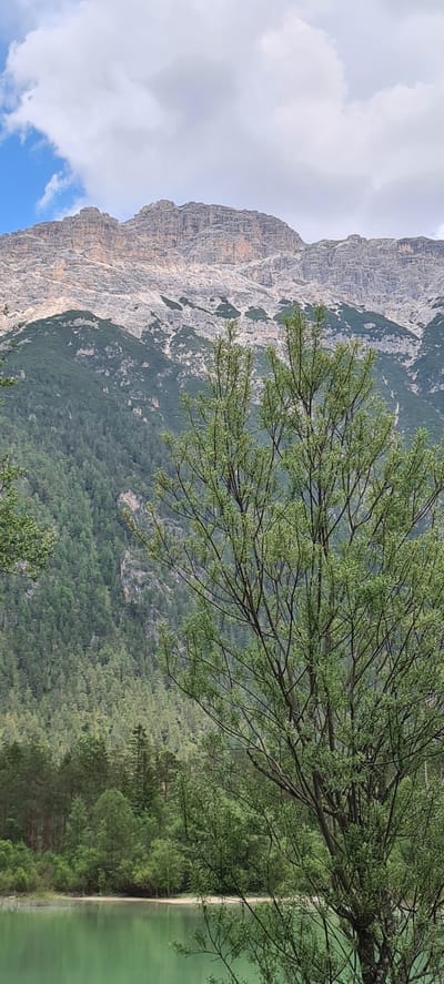 The image captures a scenic view of a mountain landscape near Toblach - Dobbiaco, Italy. In the foreground, a green lake is visible, reflecting the surrounding environment. Beyond the lake, a dense forest covers the lower slopes of the mountains, with a variety of coniferous trees creating a textured green carpet. The upper parts of the mountains are characterized by rocky, barren slopes with distinctive geological formations, reaching towards a cloudy sky. A tree with light green foliage is prominently positioned in the middle ground, its branches extending across the frame and partially obscuring the view of the forest and mountains. The overall scene depicts a natural, tranquil environment.