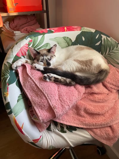 A cat is sleeping on a chair. The cat is white with brown and black markings. It is curled up on top of two pink towels. The chair has a tropical pattern with green leaves and pink flowers. In the background, there is a shelf with a red box and some folded clothes. The scene is indoors, likely in a residential setting in Mijas, Spain.