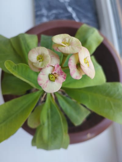 This is a close-up, top-down shot of a potted plant with several delicate, pale pink and white flowers. The flowers have yellow centers and appear to be the main focus of the image. Lush, green leaves surround the blooms, creating a vibrant contrast. The plant is housed in a dark brown pot, which is partially visible at the bottom and sides of the frame. The background is blurred, with hints of a white surface and a darker, textured area, possibly a window or wall. The lighting suggests it might be daytime, with soft light illuminating the plant. The scene appears to be indoors, likely in a home or greenhouse setting, given the potted nature of the plant and the interior background cues. There is no visible text in the image. The overall mood is tranquil and serene, highlighting the natural beauty of the flowers and foliage. The location context is Zarafshan, Uzbekistan.