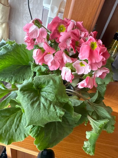 The image presents a potted plant featuring numerous pink flowers, each exhibiting a bright green-yellow center, and large, textured dark green leaves with visible venation. The plant rests on a polished, medium-brown wooden surface. The background includes a light-colored, patterned fabric, likely a curtain, on the left, and a brown wooden panel or cabinet door on the right. A blurred object, potentially a bottle with a yellow label, is partially visible in the upper right background. The scene is an indoor setting in Fowlis Easter, United Kingdom.
