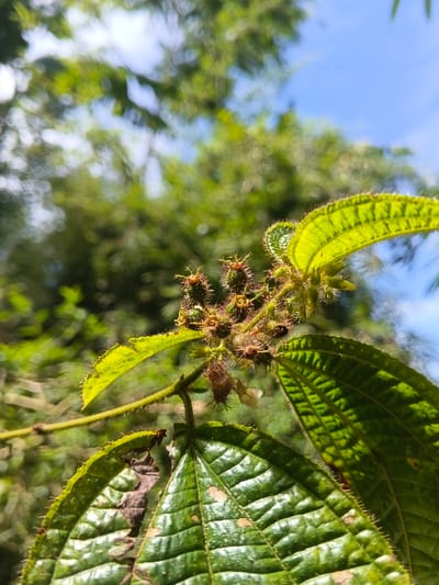 A close-up captures a branch with vibrant green, ribbed leaves and clusters of spiky, brown seed pods. Fine hairs line the leaf edges. In the background, out-of-focus green foliage and glimpses of blue sky suggest an outdoor setting. The image highlights the plant's textured details, from the leaf venation to the bristly seed structures.