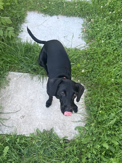In Lyady, Russia, a black dog with a pink tongue sticking out is seen from a high angle. The dog is standing on a light-colored, textured surface, possibly concrete or stone, surrounded by lush green grass. The dog is facing towards the camera, and its body is angled to the right. Its tail is curved upwards and to the left. In the background, there is more green grass with scattered white flowers, and the textured surface continues. The lighting suggests it is daytime.