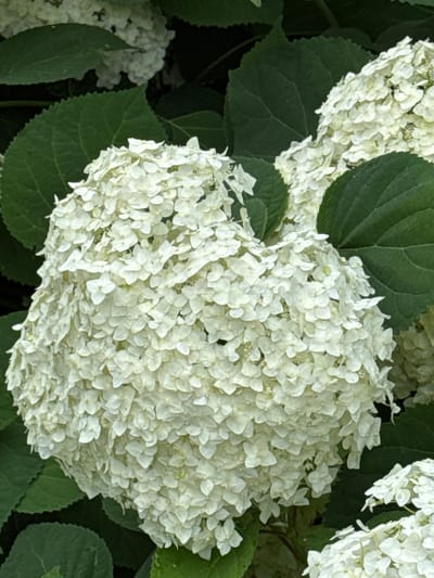 In the city of Затишье Снт, Russia, a close-up, eye-level shot captures a cluster of white hydrangeas. The large, spherical bloom in the foreground is the primary focus, with its numerous small, delicate white petals densely packed together. Behind and around it, dark green hydrangea leaves provide a lush backdrop. To the right and bottom of the frame, hints of other white hydrangea blooms are visible, suggesting a larger planting. The lighting is soft, highlighting the intricate details of the flowers and leaves, and the overall impression is one of natural beauty and tranquility. There are no people or animals present in the image.