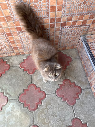 A fluffy, grey and brown cat with green eyes is pictured from a high-angle shot, looking directly at the camera. The cat is positioned on patterned pavement tiles with red and grey clover-shaped sections. Behind the cat, the background consists of a wall tiled with small, reddish-brown square tiles arranged in a geometric pattern. The scene appears to be outdoors, possibly on a patio or walkway. The location is identified as Kurskaya, Russia.
