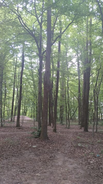 The image depicts a forest scene in Khmilnyk, Ukraine. The ground is covered with a thick layer of fallen leaves, with a dirt path winding through the trees. The trees are tall and densely packed, with lush green foliage creating a canopy overhead. Sunlight filters through the leaves, casting dappled shadows on the forest floor. In the background, a gently sloping embankment covered in leaves is visible, suggesting a natural, somewhat unmaintained area within the city. There are no people or animals visible in the image. The overall impression is one of a tranquil, natural environment within an urban setting.