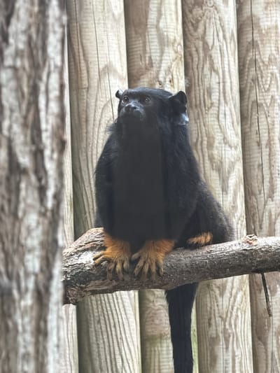 A black monkey with orange-brown limbs and paws is perched on a branch in front of a wooden-slatted background. The monkey is facing slightly upwards and to its left, with its paws resting on the branch. Its tail hangs down the right side of the image. The background consists of vertical wooden planks. The image appears to be taken at the Beauval ZooParc in Saint-Aignan, France.