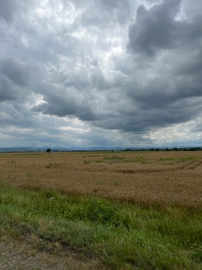 The image depicts a vast, golden field of ripe crops under a cloudy sky. In the middle distance, a solitary tree stands against the horizon, beyond which are faint, layered hills. The foreground consists of a strip of green grass and a dirt path. The sky is filled with heavy, dark gray clouds, suggesting an overcast or potentially stormy day. The scene is devoid of people or any observable activity. The overall impression is one of a rural, agricultural landscape under a dramatic sky.