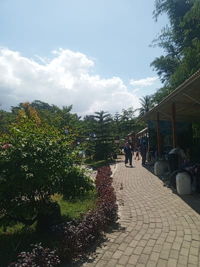 This image captures a paved walkway in a park-like setting, likely located in Darsono, Indonesia. The pathway, constructed from light-colored rectangular pavers, curves gently to the right, bordered on the left by lush green grass and a dense shrubbery with dark red leaves. Further left, a large, leafy green bush with hints of pink flowers dominates the foreground.
On the right side of the walkway, a series of open-air gazebos with corrugated metal roofs and wooden support beams are visible. These structures appear to be providing shade, as several people are gathered underneath them. The gazebos are decorated with mural paintings depicting natural scenes, including a waterfall.
Several individuals are present in the image. In the mid-ground, a person in a dark top and light pants is walking away from the camera on the paved path. To their right, under a gazebo, a group of people are standing and sitting. Some are engaged in activities, though not clearly discernible from this distance. Closer to the foreground, on the right, two large white plastic containers and a spare tire are placed near the gazebos.
The environment is characterized by abundant greenery, including various trees and bushes, suggesting a tropical or subtropical climate. The sky above is bright blue with scattered white cumulus clouds, indicating fair weather. The overall impression is that of a recreational area, possibly a tourist attraction or a public park, during daylight hours.