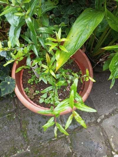 An overhead view captures a potted plant located outdoors in the city of Pandaria, India. The primary subject is a terracotta-colored, round plant pot with a fluted rim, filled with dark brown soil. Within the pot, a multi-stemmed plant with numerous small, light green, elongated leaves is prominent; some leaves show light yellow discoloration or variegation. Several smaller green sprouts or weeds are visible on the soil surface. A short segment of white PVC pipe, approximately 5-7 cm in height, is vertically inserted into the soil near the center of the pot. Surrounding the pot are other green plants and foliage, including a large, elongated leaf with yellow-green hues on the right, and a darker, rounded leaf on the lower left. The ground is paved with dark grey, rectangular or square pavers exhibiting patches of moss and moisture, suggesting a recent watering or rain. No individuals are present in the scene.