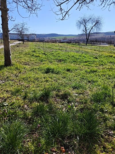 The image depicts an outdoor landscape in Garchinovo, Bulgaria, under a clear blue sky. The foreground is dominated by unkempt green grass and various weeds, with visible patches of bare earth and dried leaves. Clumps of dense grass are scattered across the lower frame. A light brown tree trunk, bare of leaves, is positioned on the left, partially obscuring the view of a dirt path running horizontally behind it. In the midground, the grassy area continues, punctuated by several slender, dark vertical stakes. Beyond this, a low fence line is visible, followed by a cluster of distant buildings, including a long, light-colored structure on the left. A prominent, leafless tree with an extensive branch network stands to the right in the midground. The background features rolling green hills or fields under a clear, unclouded blue sky. No individuals, animals, or specific actions are discernible.