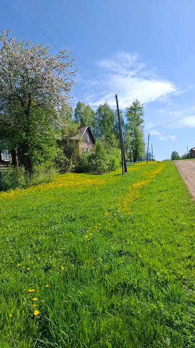 The image depicts a rural scene in Шешурга, Russia. Lush green grass covers the foreground, interspersed with yellow dandelions. A dirt road runs alongside the grassy area. A wooden house, partially obscured by trees, stands in the background. A flowering tree is visible on the left, with power lines stretching across the blue sky with scattered clouds. A wooden utility pole stands near the house.