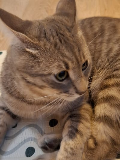 A close-up shot captures a grey tabby cat lying on a patterned surface, its head turned to the right. The cat's fur exhibits characteristic tabby markings, with stripes of darker grey and lighter brown across its body. Its green eyes are partially visible, looking off to the side. The background appears to be a light-colored wooden surface. The scene is domestic in nature and offers no specific indications of a location within Zemun Urban Municipality, Serbia, or any urban environment. The image is a still photograph and does not depict any actions or interactions.