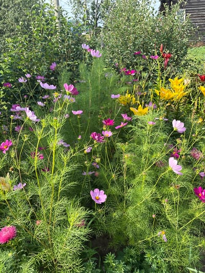 The image depicts a vibrant garden filled with a variety of colorful flowers, primarily pink and yellow cosmos, along with some red lilies and other foliage. The flowers are in bloom, creating a dense and lush visual. In the background, a wooden structure, likely a house or outbuilding, is visible, suggesting a rural or semi-rural setting. The overall impression is one of a well-maintained garden on a sunny day. The location is specified as Bolshye Lugi, Russia, which is known for its natural beauty and traditional wooden architecture.
