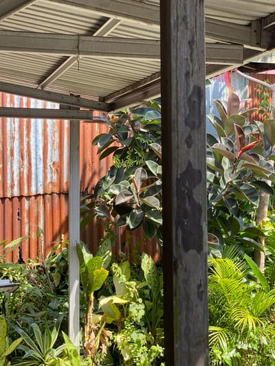 The image shows a section of a covered outdoor area in Banjarmasin, Indonesia. A corrugated metal roof, supported by metal beams, is visible at the top. Beneath the roof, a large, weathered wooden post stands in the foreground, slightly to the right of center. Behind the post and the roof structure is a wall made of corrugated, rusted metal sheeting. Lush green plants, including rubber trees with large, dark leaves and various smaller leafy plants, are abundant in front of the metal wall. The scene appears to be a part of a backyard or garden area, possibly adjacent to a building or structure. Sunlight casts shadows on the plants and the wooden post, indicating it is daytime.