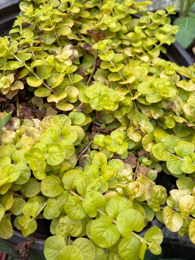 The image is a close-up, overhead shot of a dense groundcover plant. The plant has small, round, bright green to yellowish-green leaves that overlap and form a thick mat. Some of the leaves appear slightly dried or discolored, with brown spots and edges. The plant is growing in what appears to be a dark pot or planter, with some dry brown debris visible among the leaves. The lighting suggests an outdoor environment, likely during the daytime. There are no people or animals visible in the image. There is no information or context provided within the image to indicate any specific location in the city of Pavlodol'skiy, Russia.