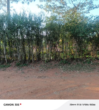 The image presents an outdoor scene featuring a prominent line of dense, tall green foliage, likely a hedge or a row of slender trees/shrubs. In the foreground, a reddish-brown dirt ground covers the lower portion of the frame, characterized by loose soil, small pebbles, and scattered dry leaves, along with sparse patches of green grass.

The midground is dominated by the thick, vibrant green leaves and numerous thin, vertical stems of the hedge, which forms a natural wall across the width of the image. Sunlight filters through the foliage, creating a play of light and shadow and highlighting the different shades of green. Faint glimpses of what appear to be distant structures or additional vegetation can be seen through gaps in the dense leaves behind the hedge.

Above the hedge, the background shows a clear, bright blue sky, indicating fair weather. The tops of larger, mature trees with more spread-out branches are visible against the sky on both the left and right sides of the frame. The overall lighting suggests it is daytime, likely during a sunny period.

Visible text in the bottom left corner reads "CAMON 30S" with a red dot. In the bottom right corner, camera metadata is displayed: "23mm f/1.8 1/100s ISO66". The scene depicts a natural landscape consistent with the provided context of Kola ward, Kenya, showcasing its outdoor environment.