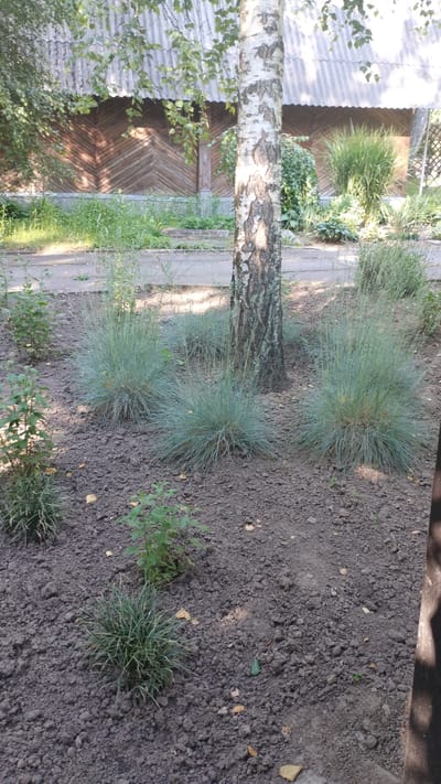 The image depicts a well-maintained patch of ground with a mature birch tree as the central element. The ground is covered in dark soil and scattered with a few fallen leaves. Several clumps of ornamental grass, with a distinct blue-green hue and a feathery appearance, are planted around the base of the tree. To the left of the birch tree, two small, leafy green plants are growing. In the background, a wooden building with a corrugated roof is visible, its walls constructed from diagonally placed wooden planks. Beyond the building, tall green foliage and a fence can be seen. The scene appears to be an outdoor area, possibly a garden or park within the city of Khmilnyk, Ukraine, judging by the architectural style and vegetation. There are no people or animals present in the image.