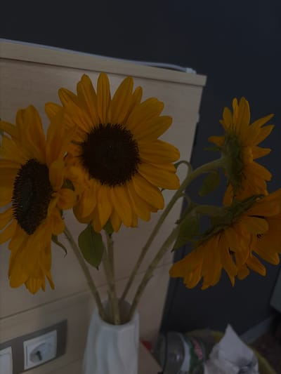 The media file displays a close-up, overhead view of a bouquet of sunflowers in a vase. The flowers, predominantly yellow with dark centers, are arranged in a cluster, with several blooms visible. The vase, a bright white ceramic, is positioned to the right of the frame. The background is dark and out of focus, suggesting an indoor setting, possibly a room with dim lighting. A portion of a wooden surface, likely a table or shelf, is visible at the bottom and left of the image. In the upper right corner, a blurred object, possibly a bottle or container, and a crumpled white material, perhaps a tissue, are partially visible. A white electrical outlet is also discernible on the right side of the wooden surface. The overall impression is one of a still life composition, focusing on the natural beauty of the sunflowers. There are no people or animals visible. The lighting appears to be artificial and somewhat dim, creating a moody atmosphere. No specific time of day or weather conditions can be determined from the image. No text is legible.
