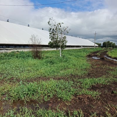 The image depicts an outdoor scene in the city of Orlovka, Russia, featuring a long, white, tent-like structure that appears to be a large agricultural building or greenhouse. The structure has a series of dark vents or chimneys protruding from its white roof. In front of the building, a patch of green grass and some dry brush are visible. A young birch tree with green leaves stands in the middle ground, to the right of the brush. A dirt path, marked by muddy puddles, runs through the grassy area and leads towards the right side of the frame. In the background, the sky is partly cloudy with patches of blue. Several utility poles with power lines are scattered throughout the landscape. The overall impression is one of a rural or semi-rural setting.