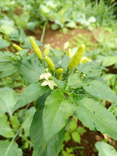A close-up photograph depicts a chili pepper plant in a garden located in Zowieta, Liberia. The plant features multiple dark green, ovate leaves with visible venation. Several immature, light green, elongated, and conical chili peppers are visible, emerging from the plant's stem and leaf axils. Two small, white, five-petaled flowers with yellow centers are present on the main stem, indicating an active growth stage. The background is out of focus, showing blurred green foliage from other plants, possibly cabbage, and patches of reddish-brown soil. No individuals or specific actions are depicted. The scene is illuminated by natural, ambient light.