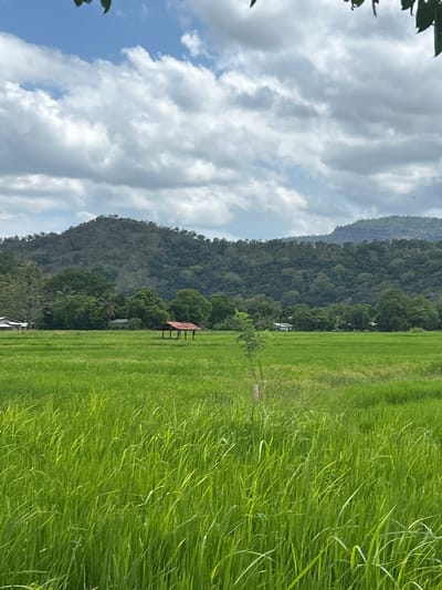 This image depicts a lush green rice paddy field extending towards a densely forested mountain range. A small, rustic shelter with a reddish-brown roof and wooden supports stands in the middle of the field, offering a focal point. The sky above is a mix of blue sky and dramatic white clouds, suggesting a partly cloudy day. The overall scene conveys a sense of natural beauty and tranquility, characteristic of a rural landscape. There are no visible people or text in the image. The orientation of the image is vertical, with the rice paddy field occupying the right side and the mountains and sky on the left.