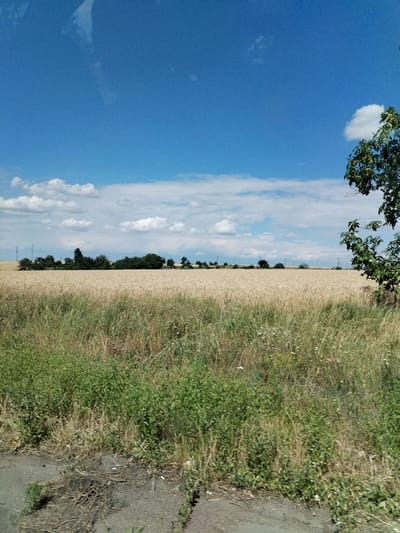 The image depicts a wide agricultural landscape under a bright blue sky with scattered white clouds. In the foreground, a dense area of green and brown vegetation, including tall grasses and smaller leafy plants, lines the bottom of the frame. This vegetation appears somewhat wild and unkempt, with some dry stalks and twigs visible on the ground.
Behind the foreground vegetation lies a vast field of golden wheat, stretching horizontally across the middle ground. The wheat stalks are ripe and ready for harvest, creating a textured, undulating surface. In the distance, a line of trees forms a dark green border against the horizon, punctuated by a few utility poles, hinting at human presence and infrastructure in the area.
To the right of the frame, a portion of a leafy green tree extends into the sky, its branches reaching towards the upper right corner. The sky itself is a vibrant, clear blue, with a few wispy clouds adding depth. The lighting suggests it is daytime, likely late morning or afternoon, given the brightness and clear visibility. The overall mood of the image is one of rural tranquility and the abundance of nature, with a hint of the agricultural activity typical of a Ukrainian summer. There is no visible text in the image.