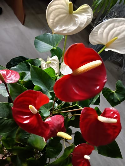 The image shows a close-up view of a potted plant with several anthurium flowers. There are both red and white anthurium flowers, with their characteristic spadix (the spike-like structure) and spathe (the petal-like leaf). The leaves of the plant are dark green and glossy. The background is blurred, but appears to be an indoor setting with a light-colored floor and some furniture visible. The image does not provide any information about the location being in Нижнетроицкий, Russia.